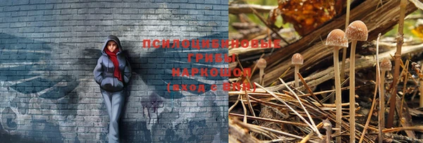 apvp Богданович